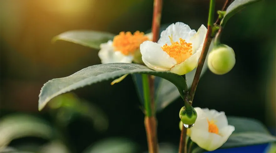 Desvendando o chá branco: a elegância e pureza que inspiram fragrâncias
