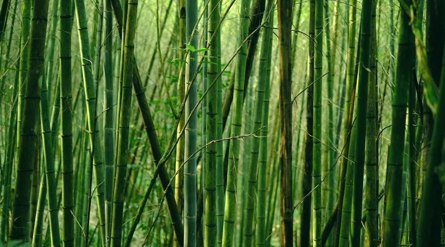 Desvendando o bambu: matéria-prima que une a natureza e elegância