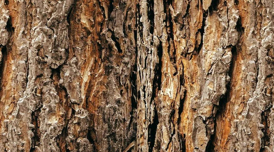 Desvendando o Cedro: fragrância amadeirada que conquista