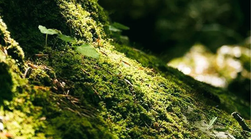 Lançamento - Fragrância Botânica: o frescor da natureza para o seu ambiente