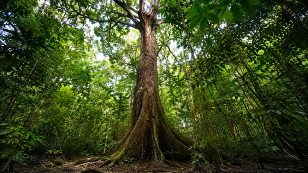 Árvore de cumaru na floresta amazônica, origem da fava tonka