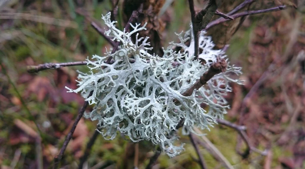 Musgo de carvalho, líquen usado como ingrediente na perfumaria de luxo