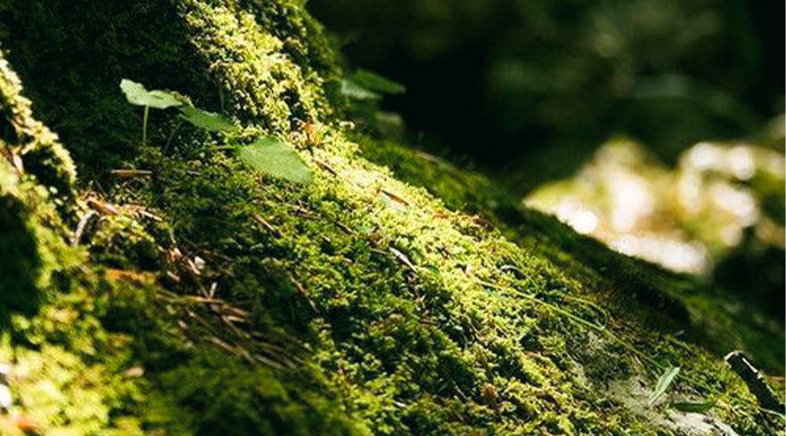 Capa artigo fragrância botânica Senses Olfact