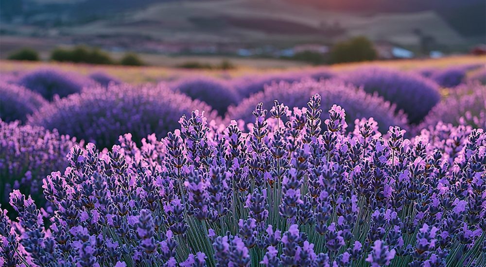 Capa - Desvendando a Lavanda