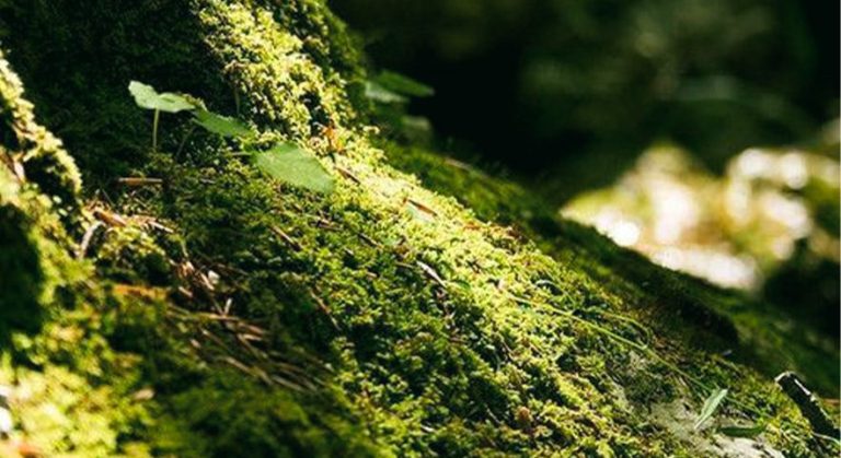 Capa artigo fragrância botânica Senses Olfact
